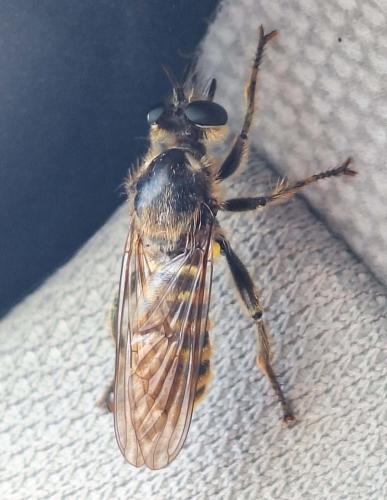 Choerades fimbriata